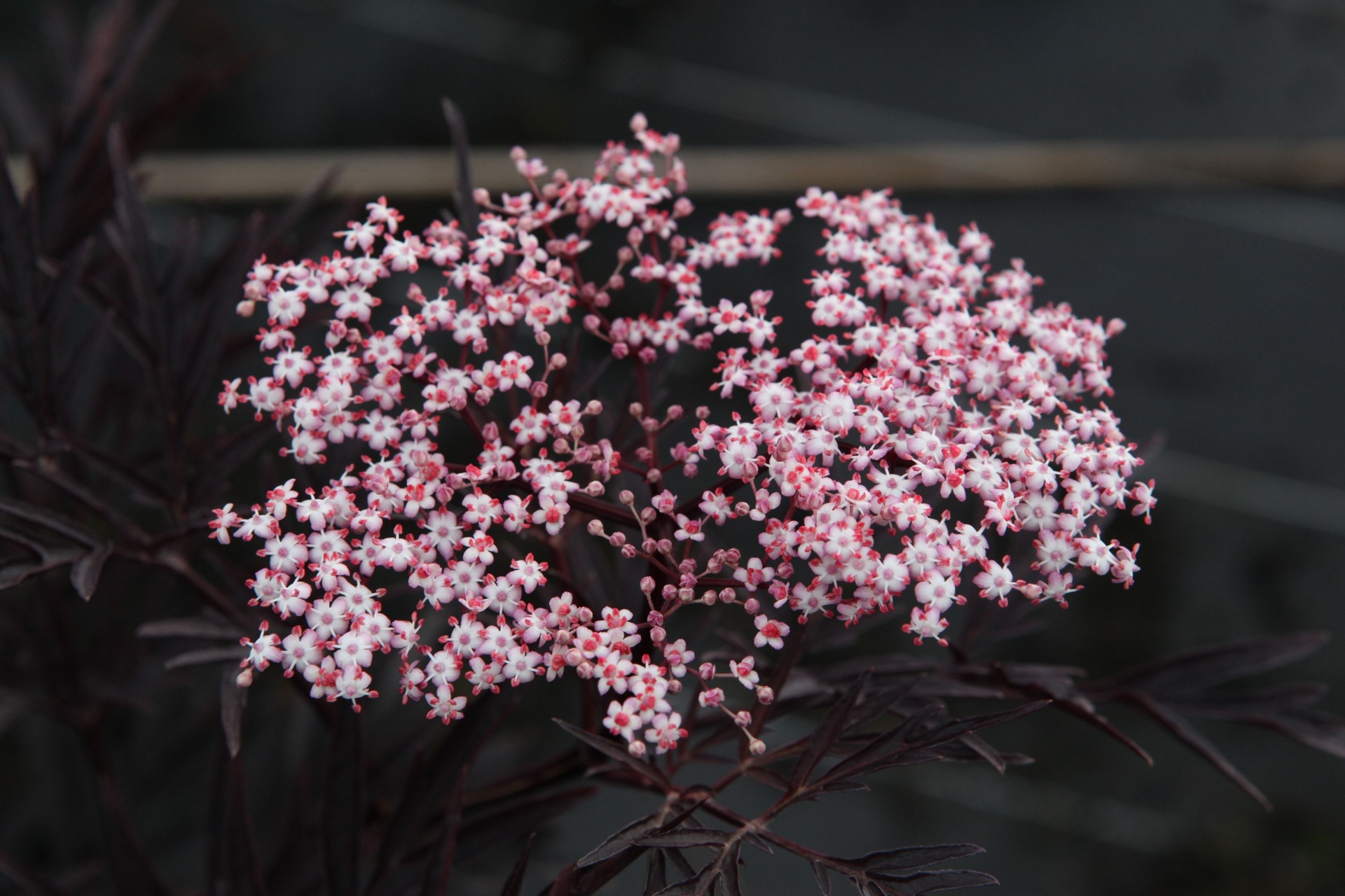 Бузина черная Блэк Лейс